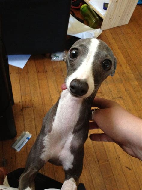 Puppy Kermit | Italian greyhound dog, Greyhound puppy, Italian ...