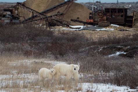 Food Attractants and Polar Bear Conservation | Polar Bears International