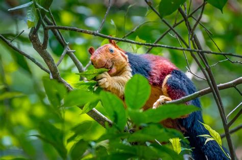 Multicolored Malabar Giant Squirrel photographed in India