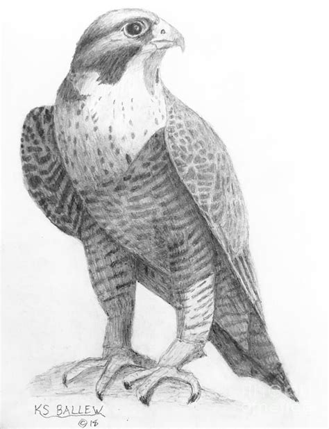 Falcon Art Print Bird Of Prey Pencil Drawing Portrait | lupon.gov.ph