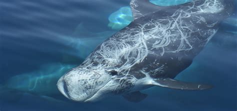 Understanding the Risso's dolphin's scars - Oceanographic - Oceanographic