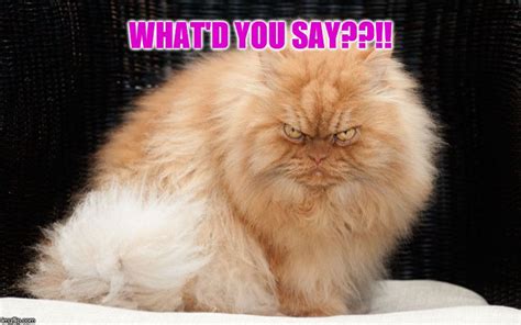 Angry Cat - What'd You Say??!! - Imgflip