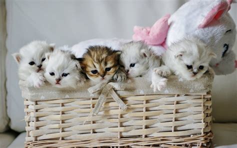 White Kittens In Basket