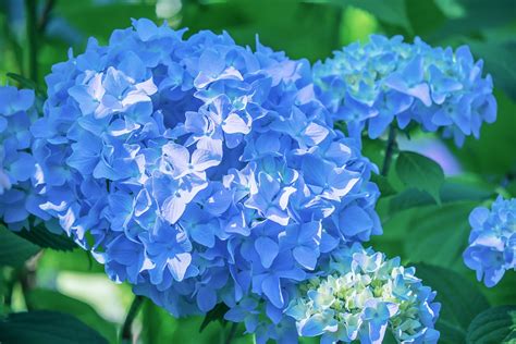 8 Most Beautiful Blue Flowers for Any Garden - Gardening Sun