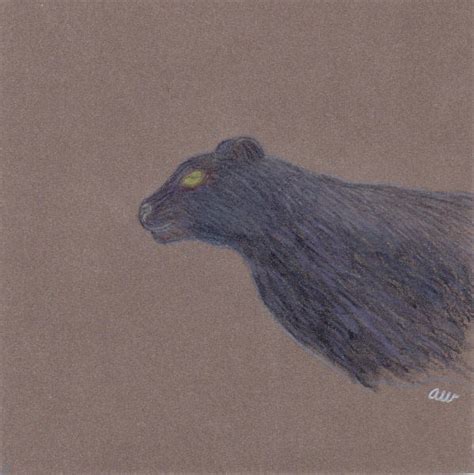 Panther, Panther of the Night... by a4572 on DeviantArt