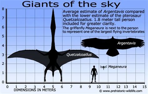 Name: Argentavis ‭(‬Argentina bird‭)‬. Phonetic: Ar-jen-tay-vis. Named ...