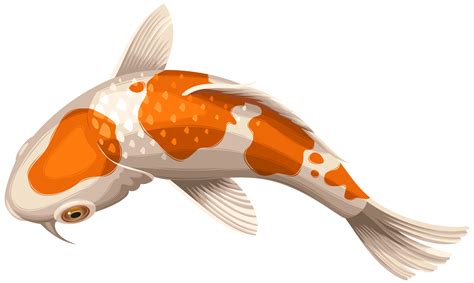 Koi Fish Png Image Download transparent koi fish png for free on pngkey com