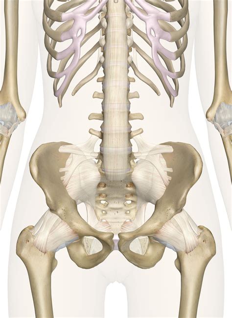 What Organs Are On Your Right Backside In The Body Ofa Man / Lower Left ...