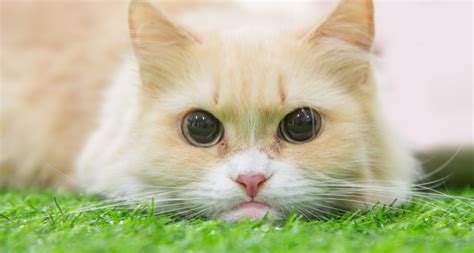 9 Fluffy Orange Cat Breeds (Pictures) You’ll Fall in Love! - Barkmind