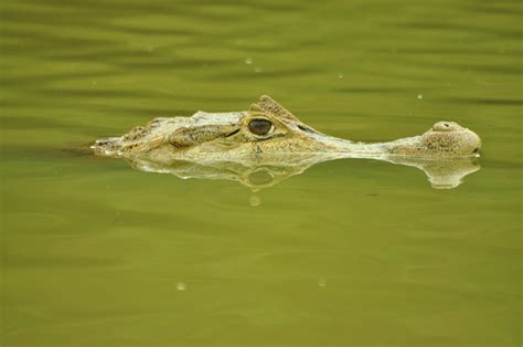 Download free photo of Crocodile,cayman,cocodrile,free pictures, free ...