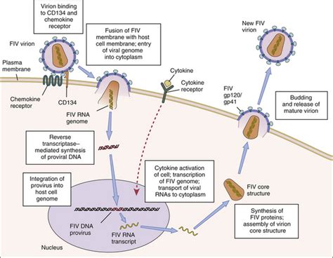 Feline Immunodeficiency Virus Infection | Veterian Key