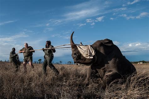 South Africa: Ranger Drone aims to stop rhinos being poached to ...