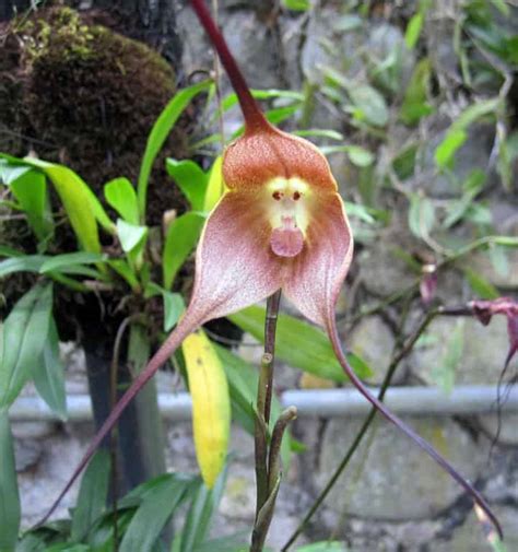 The Monkey-Faced Orchid of Ecuador | GringosAbroad