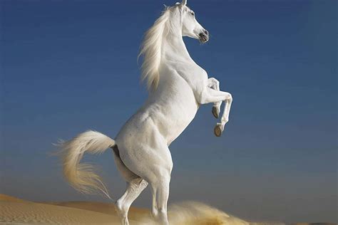 White Horse Wallpaper