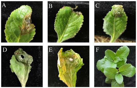 Agriculture | Free Full-Text | Characterization and Fungicide Screening ...