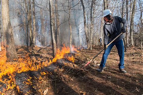 Prescribed burn to be held at WVU Research Forest | E-News | West ...