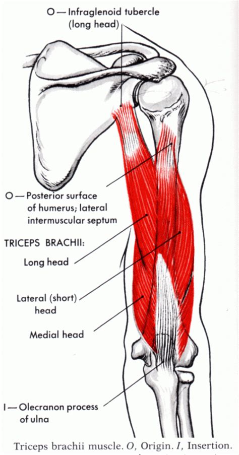 Anatomy Of The Triceps Muscle - Anatomical Charts & Posters