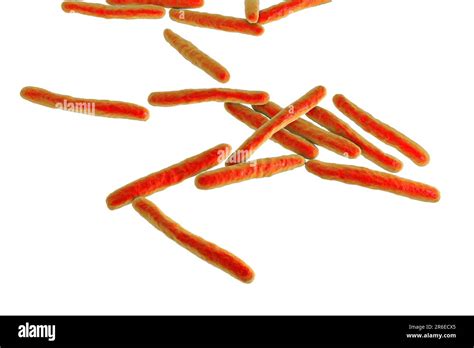 Tuberculosis bacteria. Computer artwork of Mycobacterium tuberculosis ...