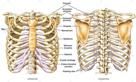 Anatomy Of Ribs In Back Sternum Ribs Clavicle Anterior View | Images ...