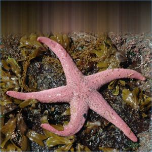 Pink Sea Star or Giant Pisaster Brevispinus | Pete's Aquariums & Fish