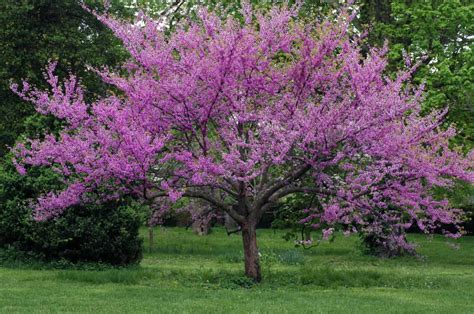 Forest Pansy Redbud vs Eastern Redbud: What’s the Difference? - A-Z Animals