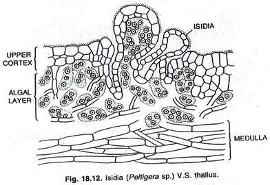 Reproduction in lichens for +3 zoology students