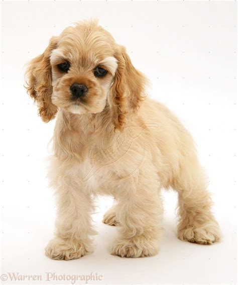 Dog: Buff American Cocker Spaniel pup photo | Cocker spaniel dog ...