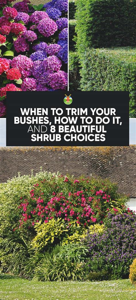 When to Trim Your Bushes and 6 Important Tips to Do It Right