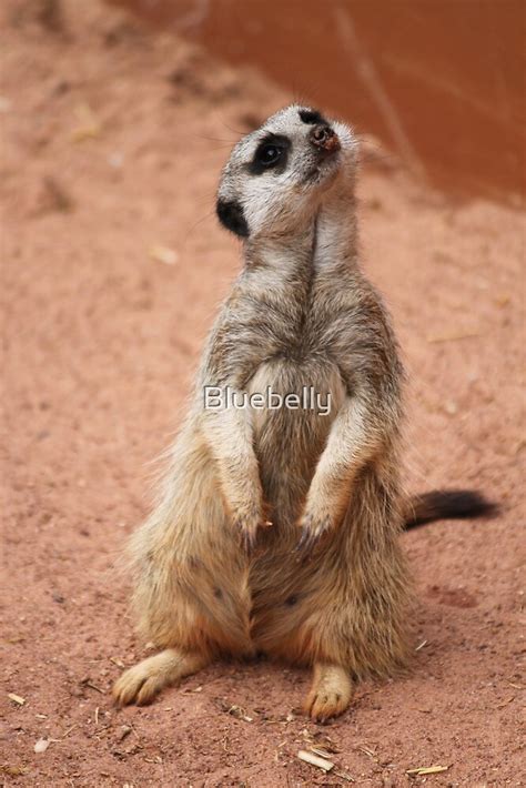 "Meerkat manor" by Bluebelly | Redbubble