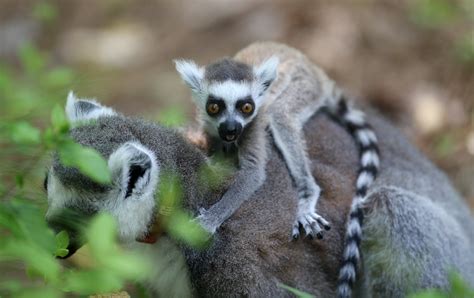 INFANT ANNOUNCEMENT: Meet ring-tailed lemurs Scout and Atticus - Duke ...