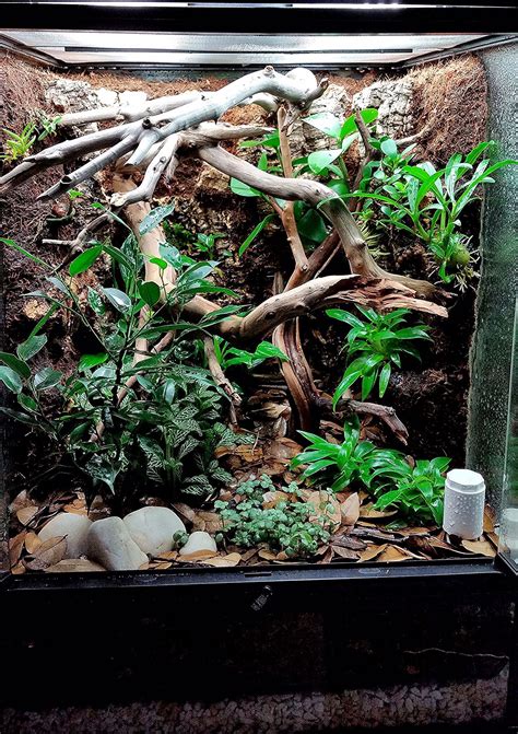 Crested Gecko Vivarium - Dendroboard | Gecko vivarium, Crested gecko ...