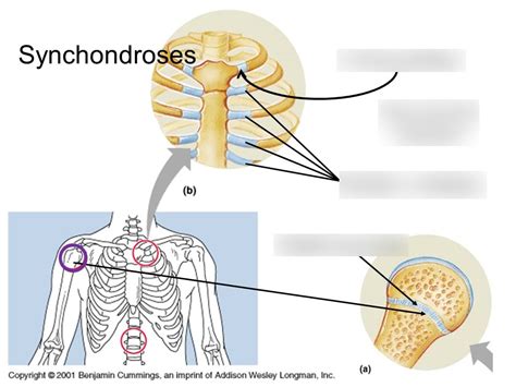 Synchondroses Diagram | Quizlet