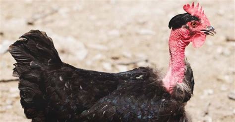 Chicken With No Feathers On Its Neck In Mexico