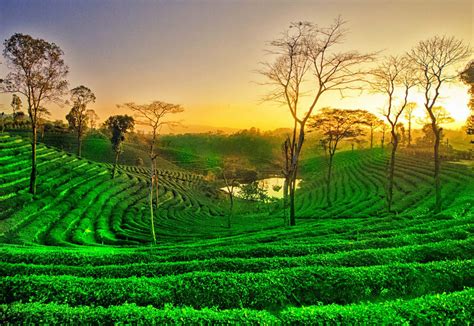 Assam Tea Garden, Assam Tea Valley