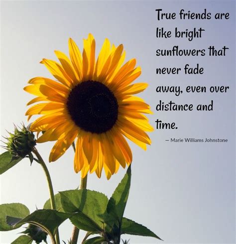 Sunflower Quotes - 20 Best Sunflower Sayings with Images | Sunflower ...