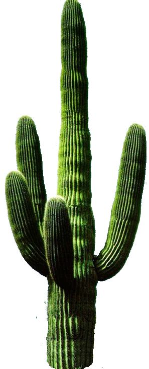 mehtapty | Imágenes de cactus, Cactus planta, Imagenes de plantas