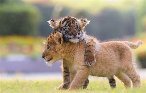 Bébé Tigre Mignon : Tigre Para Bebe