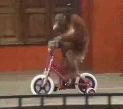 Aku Otw GIF - Monkey Orangutan Bike - Discover & Share GIFs