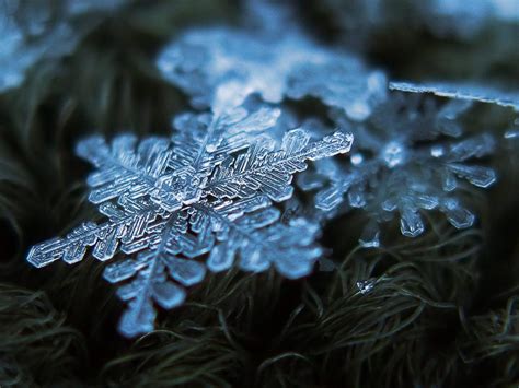 The Natural Beauty Of Snowflakes – LuvThat