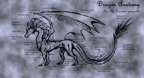 Dragon Anatomy - Dragons