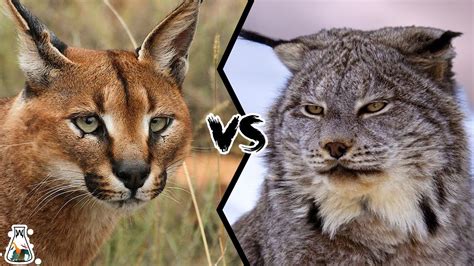 CARACAL VS LYNX - Who Would Win a Fight? - YouTube