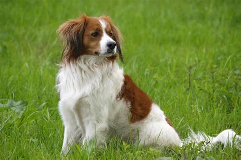 Kooikerhondje | Dog Breeds Facts, Advice & Pictures | Mypetzilla UK