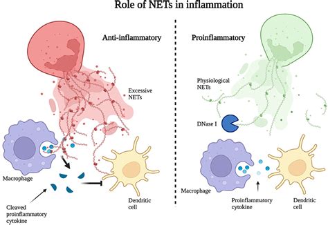 Full article: Role and Therapeutic Targeting Strategies of Neutrophil ...