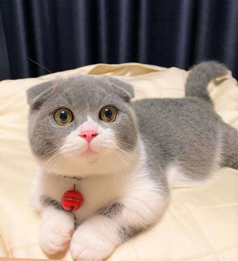 Scottish Fold Munchkin Cat: The Instagram Famous Cat We All Love