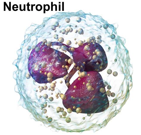 Neutrophils, neutrophils function, causes of low or high absolute ...