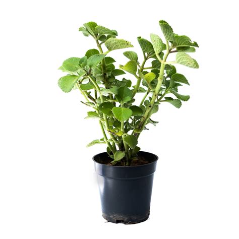 Buy Ajwain Herb (Medicinal) Plant 2021 | Plants Nursery Bangalore