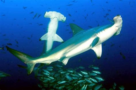 Scalloped Hammerhead Shark – "OCEAN TREASURES" Memorial Library