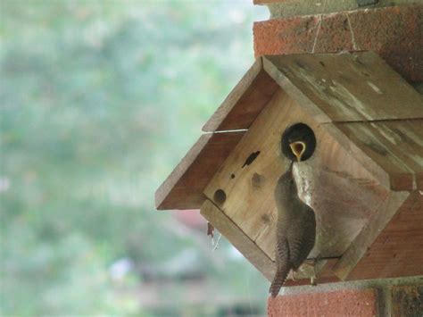 NestWatch | Baby Wren Feeding Time!! - NestWatch