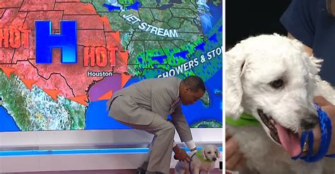 This Adorable Dog Interrupting A Weather Forecast Will Make Your Day