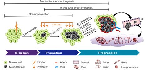 Three-phase process of carcinogenesis upon carcinogen administration ...